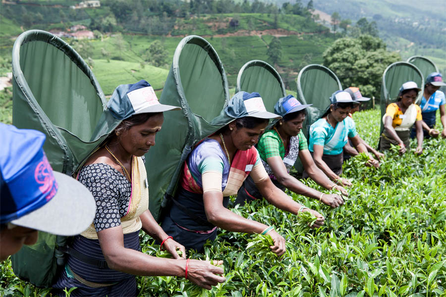 Raw Material Base and Tea Plantations of Dianhong Group