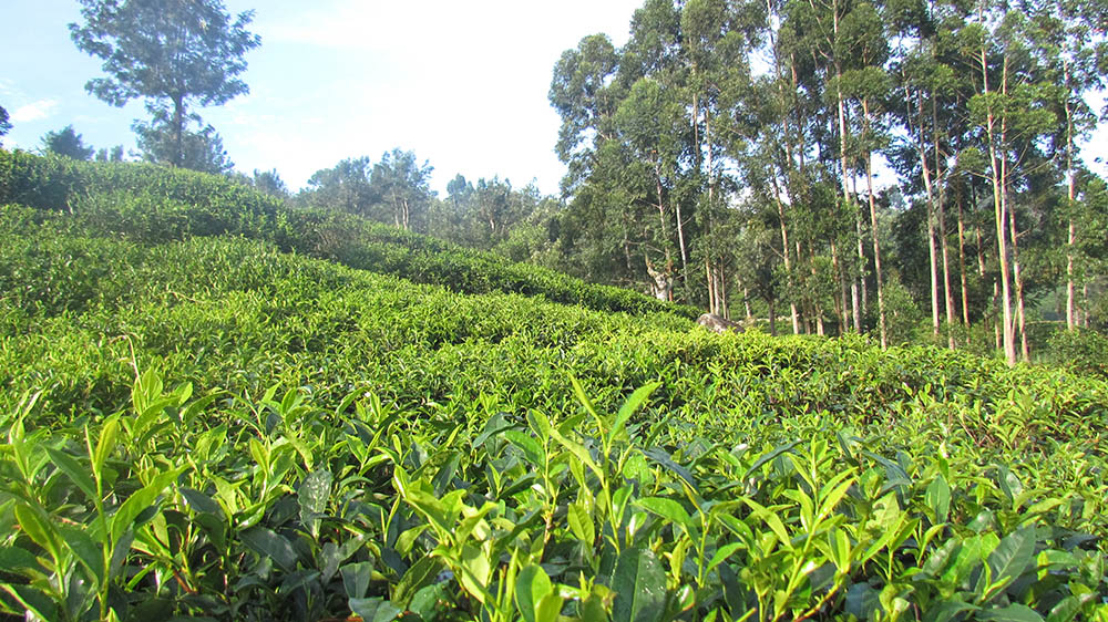 Manufacturing Process of Dianhong Black Tea-National Intangible Cultural Heritage