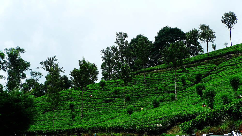 Scientific Research Achievements of Dianhong Group Black Tea Company in 2010s