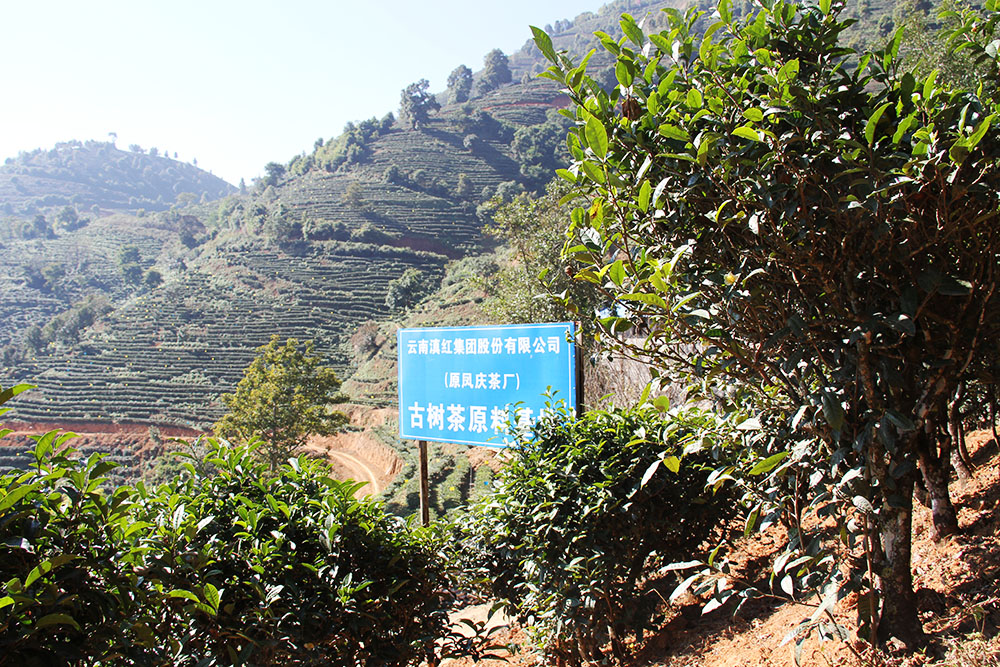 Tea Brands of Dianhong Group Black Tea Company in Fengqing County, Lincang