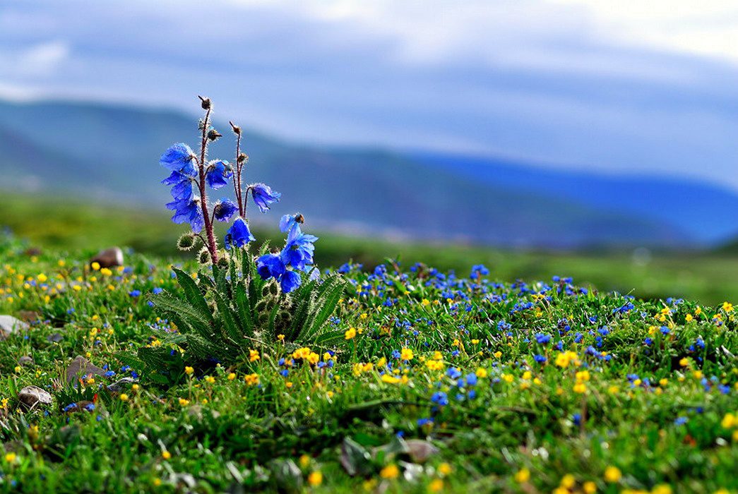 Meconopsis in Yunnan