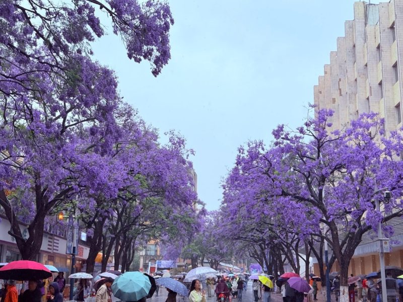1 Day Kunming Jacaranda Flower Tour (April-May)