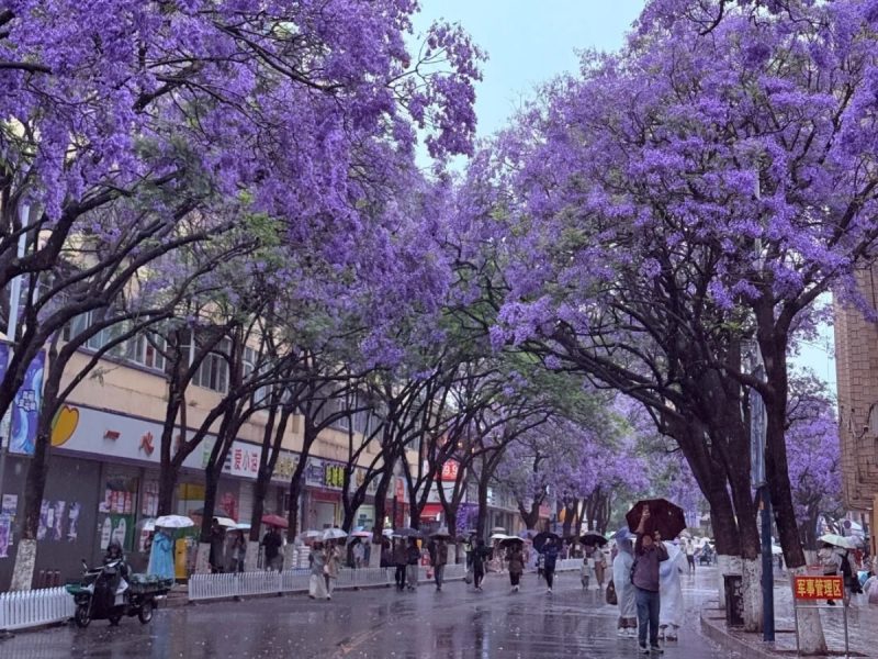 4 Days Kunming Jacaranda and Seasonal Flower Tour