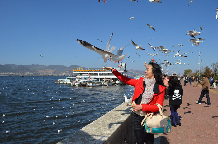 The red-beaked seagulls watching and feeding in Kunming