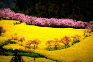 Climate & When to Go, Qujing , China