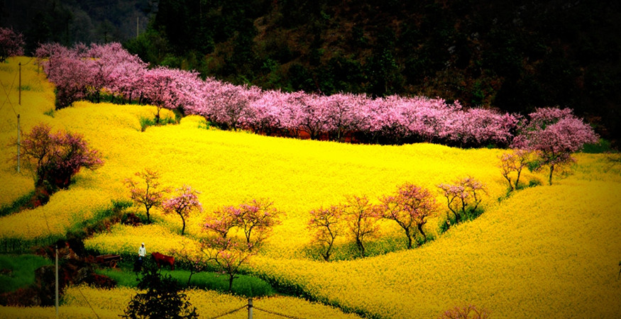 Culture of Luoping County in Qujing